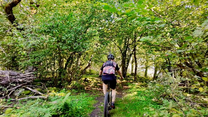 The woods of the Bözingenberg.