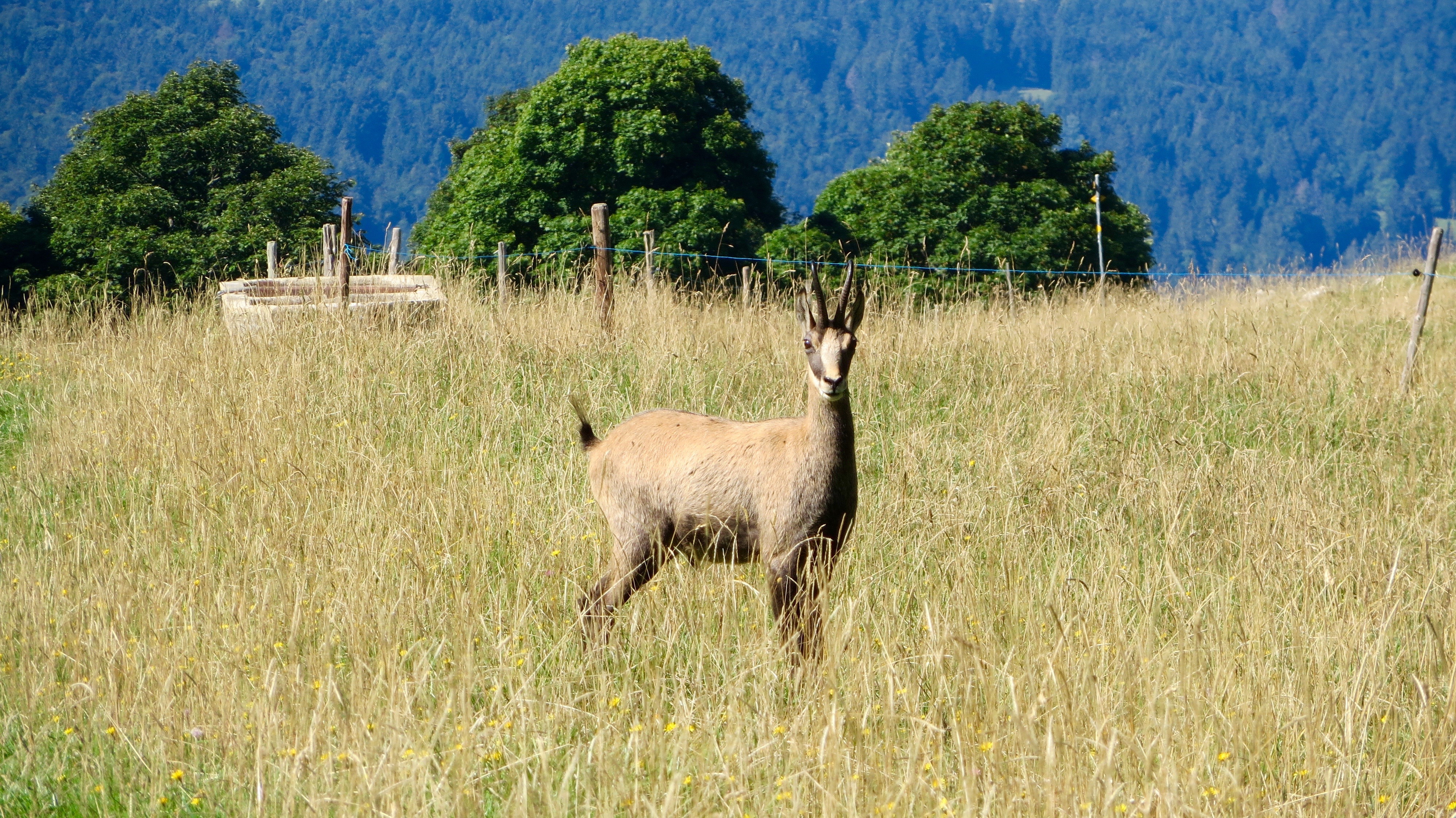 A chamois on August 22, 2015.