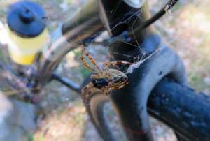 8-legged hitchhiker riding along on August 26, 2016.